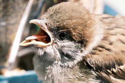 Close-up of a bird