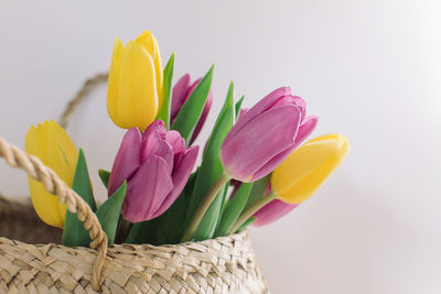 Close-up of yellow tulips against white background