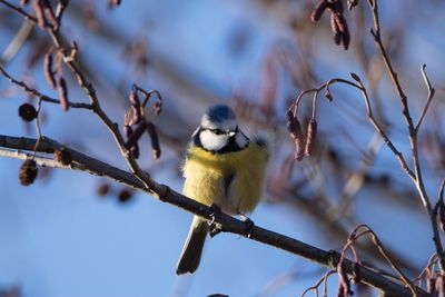 Bird perching on branch