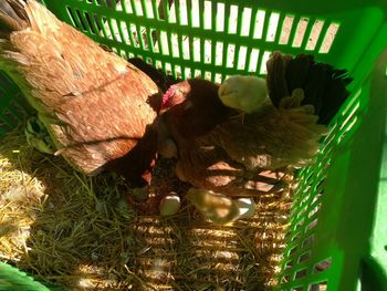 Close-up of birds perching on basket