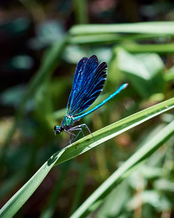 Close-up of insect on leaf