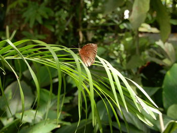 Close-up of butterfly on plant in yangon botanical garden in myanmar.