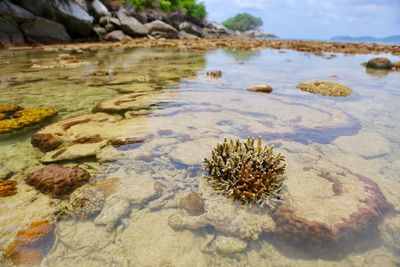 Close-up of rocks in water against sky