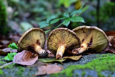 Close-up of mushrooms on field