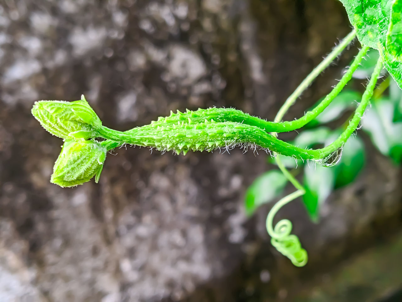 CLOSE-UP OF GREEN LEAVES