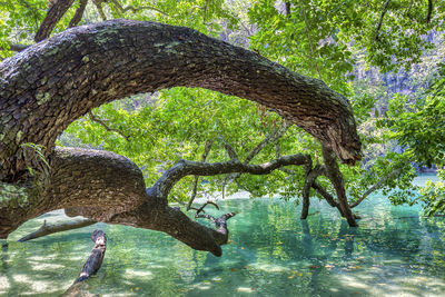View of tree trunk in lake