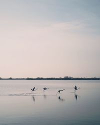 Birds swimming in lake against sky