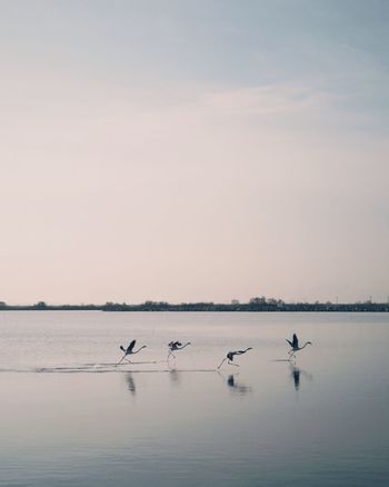 Birds swimming in lake against sky flamingos