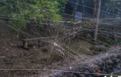 Close-up of spider web