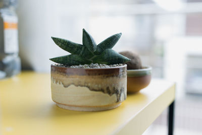 Close-up of succulent plant on table