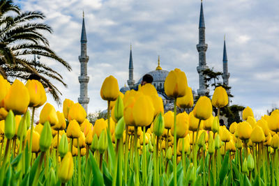 Close-up of yellow flowering plants against sky