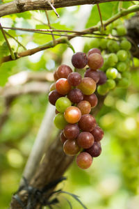 Close-up of grapes growing on tree