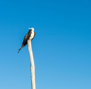 Low angle view of bird perching on a tree