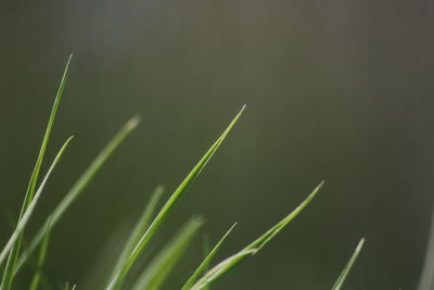 Close-up of grass