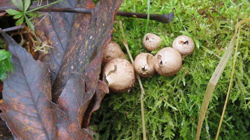 Close-up of sheep on field