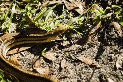 Close-up of a lizard