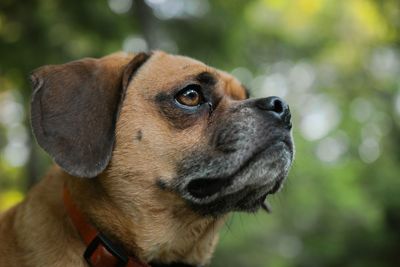 Close-up of dog looking away against trees