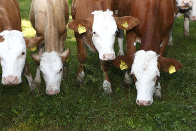 Herd of cows on