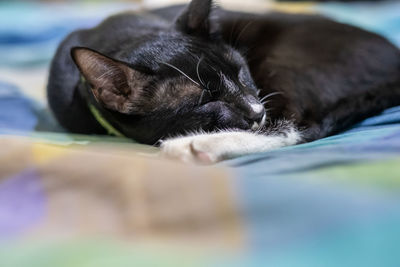 Close-up of cat lying on bed