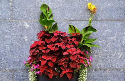 Close-up of red flowering plant against wall