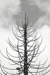 Low angle view of tree against sky