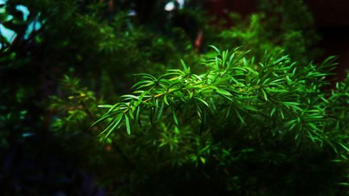 Close-up of green leaves
