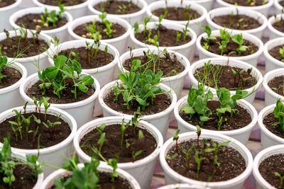 White pots with seedlings of beetroot, peas in an artificial climate