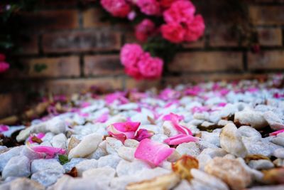 Close-up of pink flowering plants