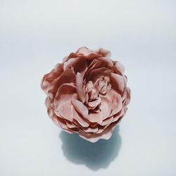 Close-up of rose against white background