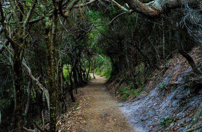 Road amidst trees in forest