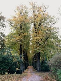 Road amidst trees against clear sky during autumn