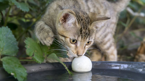 Kitten plays with ball in the garden