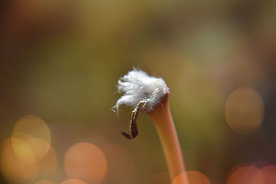 Close-up of dandelion flower