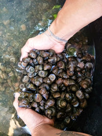 High angle view of hand holding shell over water