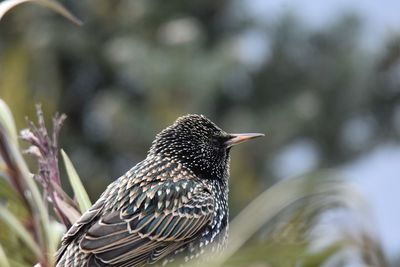 Close-up of starling perching on a plant