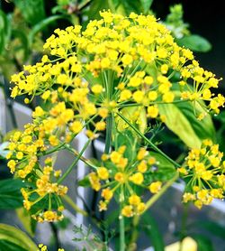 Close-up of yellow flower
