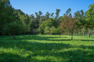 Trees on field against sky