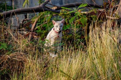 Portrait of a cat sitting on field