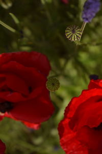 Close-up of red flower blooming outdoors