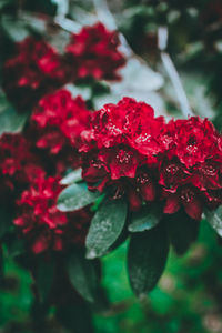 Close-up of red flowering plant