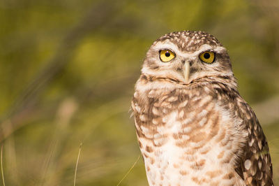 Close-up portrait of owl