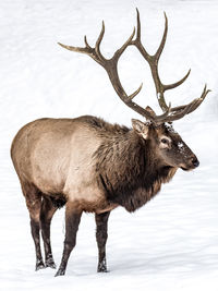 Deer on snow against sky