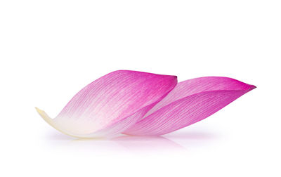 Close-up of pink flower against white background