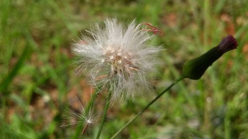 Close-up of dandelion