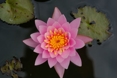 Close-up of lotus water lily in lake