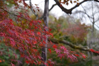 Close-up of red leaves on tree