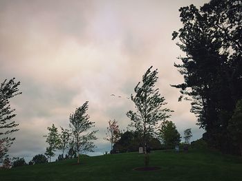 Trees on landscape against sky