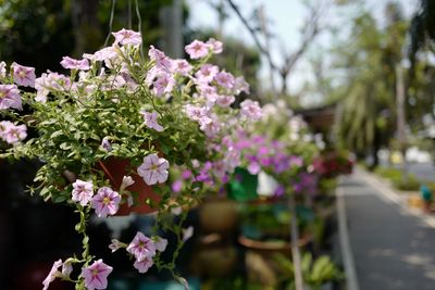 Close-up of pink flowering plants