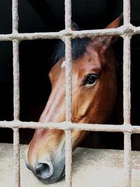 Close-up of horse