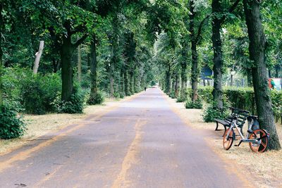 Road amidst trees in forest